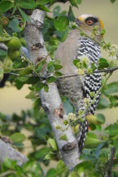 Image of Golden-cheeked Woodpecker