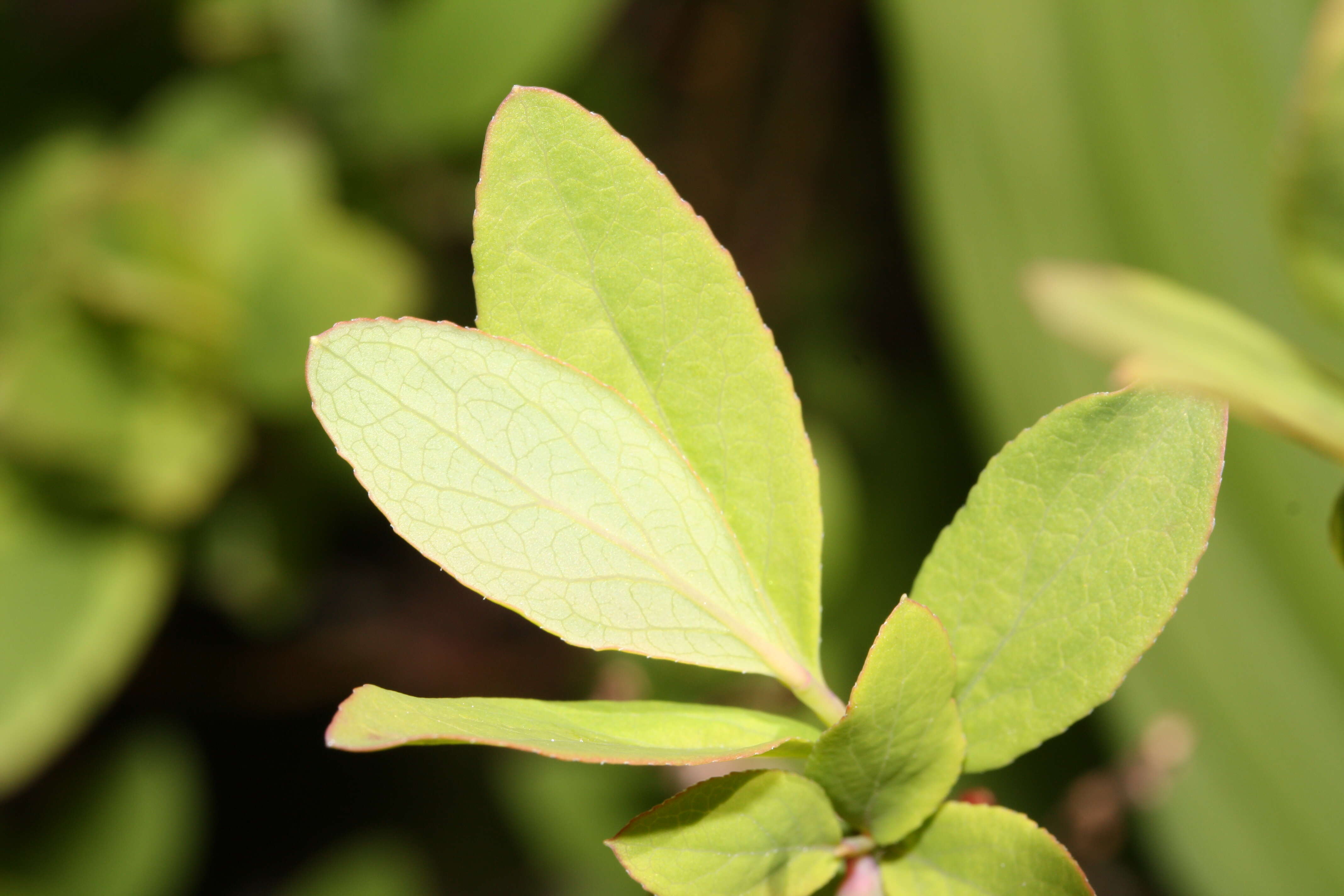 Image de Vaccinium ovalifolium Sm.