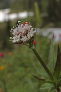 Image of Mountain Heliotrope