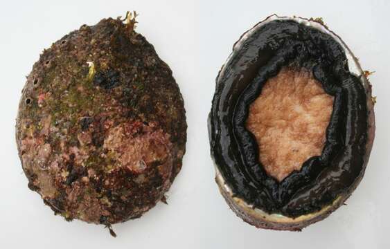 Image of Blacklip abalone