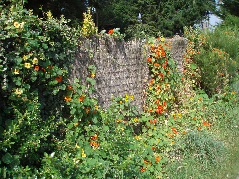 Image of Garden Nasturtium