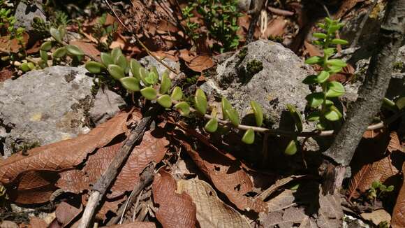 Image of Sedum calcicola Robinson & Greenm.