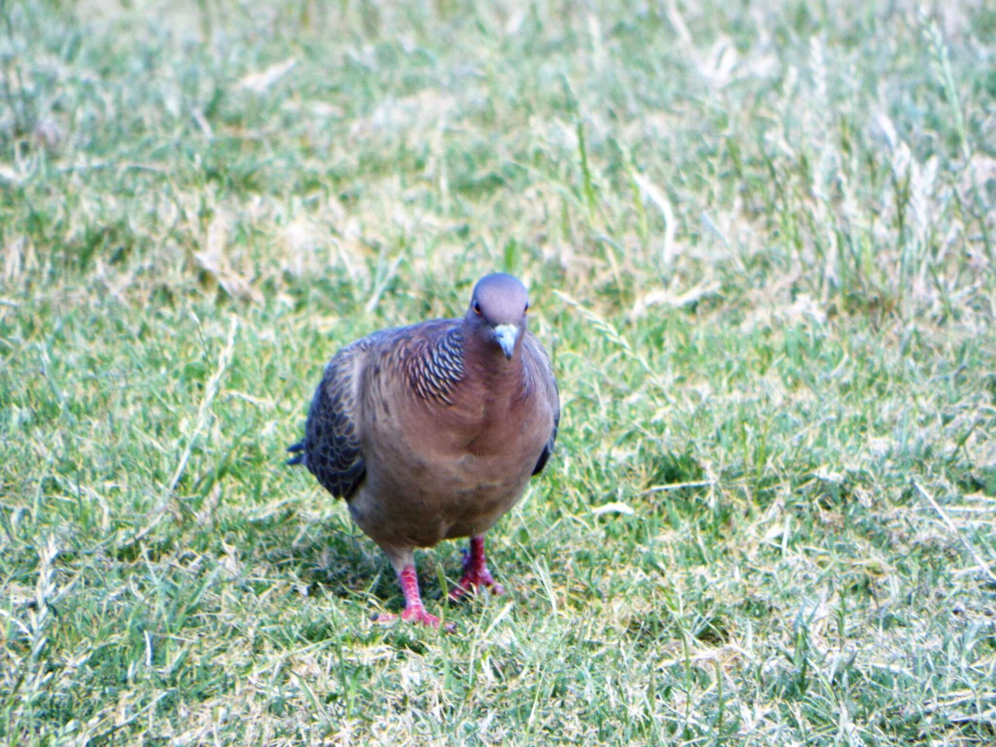 Image of Picazuro Pigeon