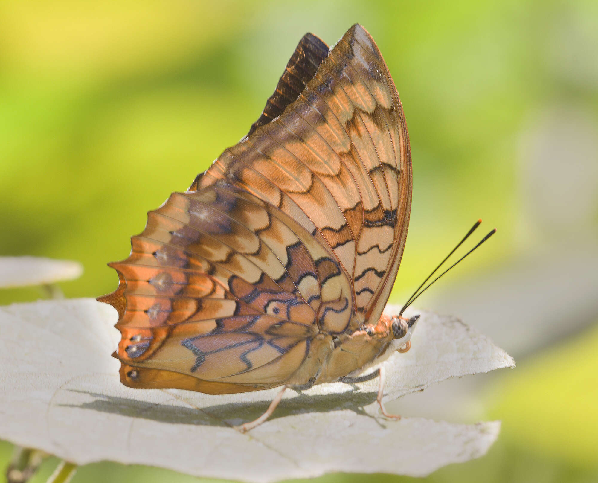 Image of Variegated Rajah