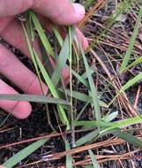 Panicum malacon Nash resmi