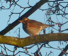 Image of Redwing