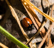 Imagem de Coccinella californica Mannerheim 1843