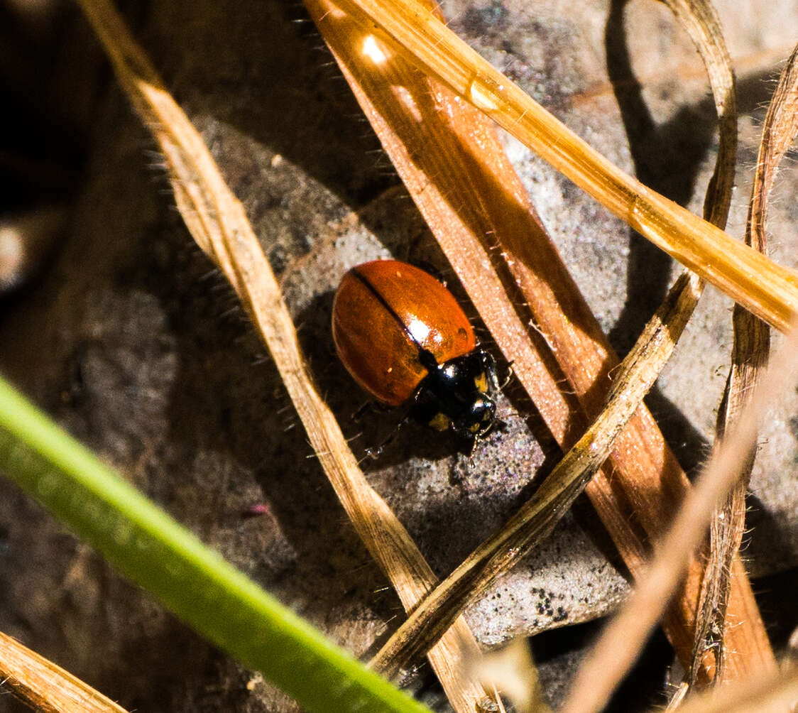 Image of California Lady Beetle