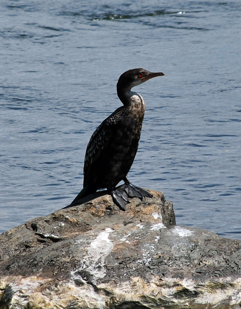 Image of Long-tailed Cormorant