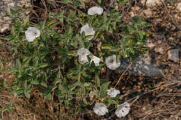 Sivun Jacquemontia pringlei A. Gray kuva