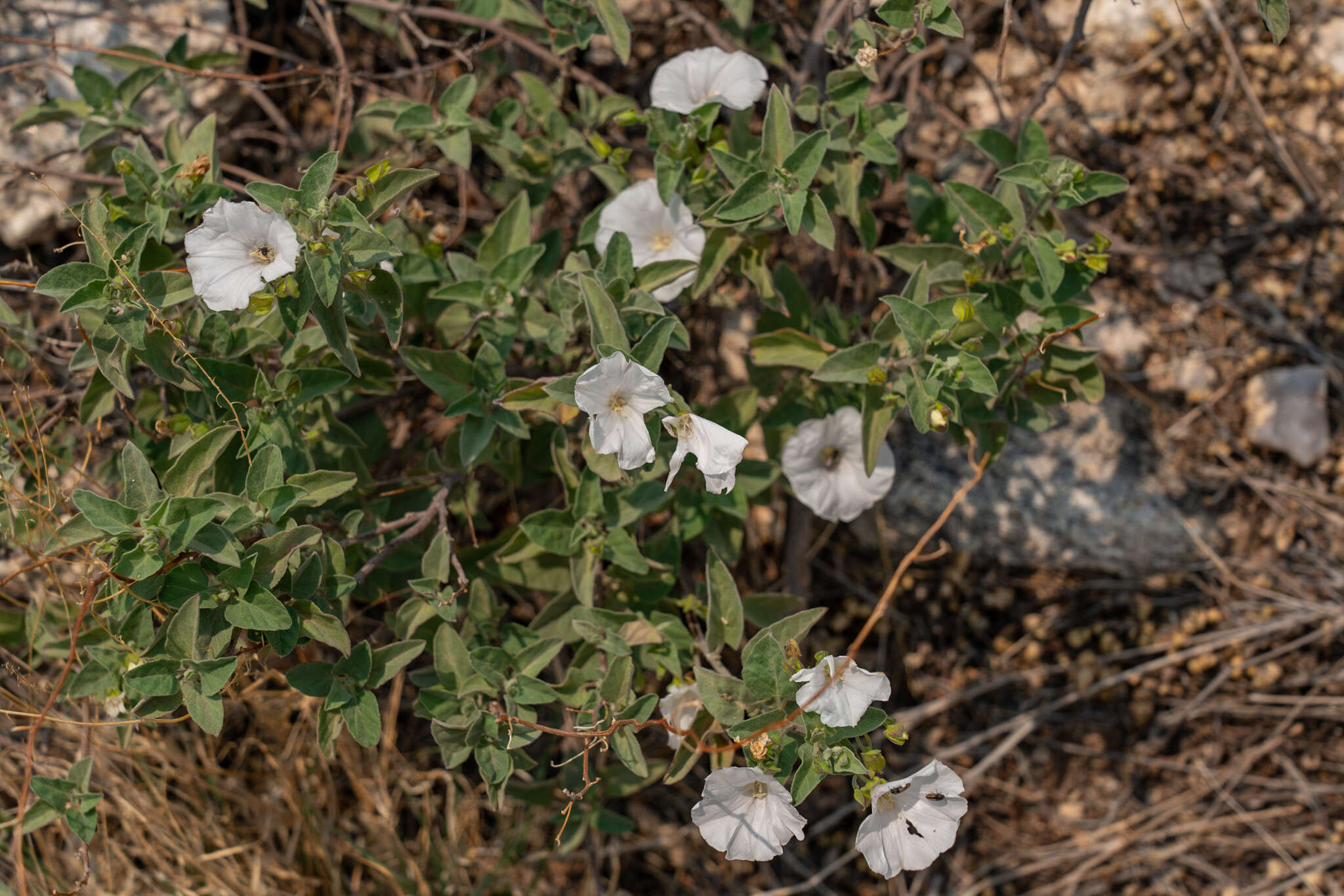 Sivun Jacquemontia pringlei A. Gray kuva