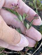 Слика од Trifolium gracilentum var. palmeri (S. Watson) McDermott