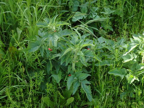 Image of Scrophularia grandiflora DC.