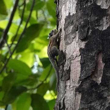 Image of Asiatic striped squirrel