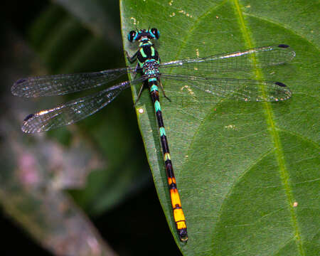 Imagem de Rhinagrion viridatum Fraser 1938