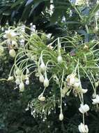 Imagem de Clerodendrum indicum (L.) Kuntze