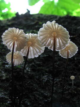 صورة Marasmius rotula (Scop.) Fr. 1838