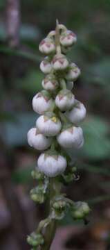 Image of common wintergreen