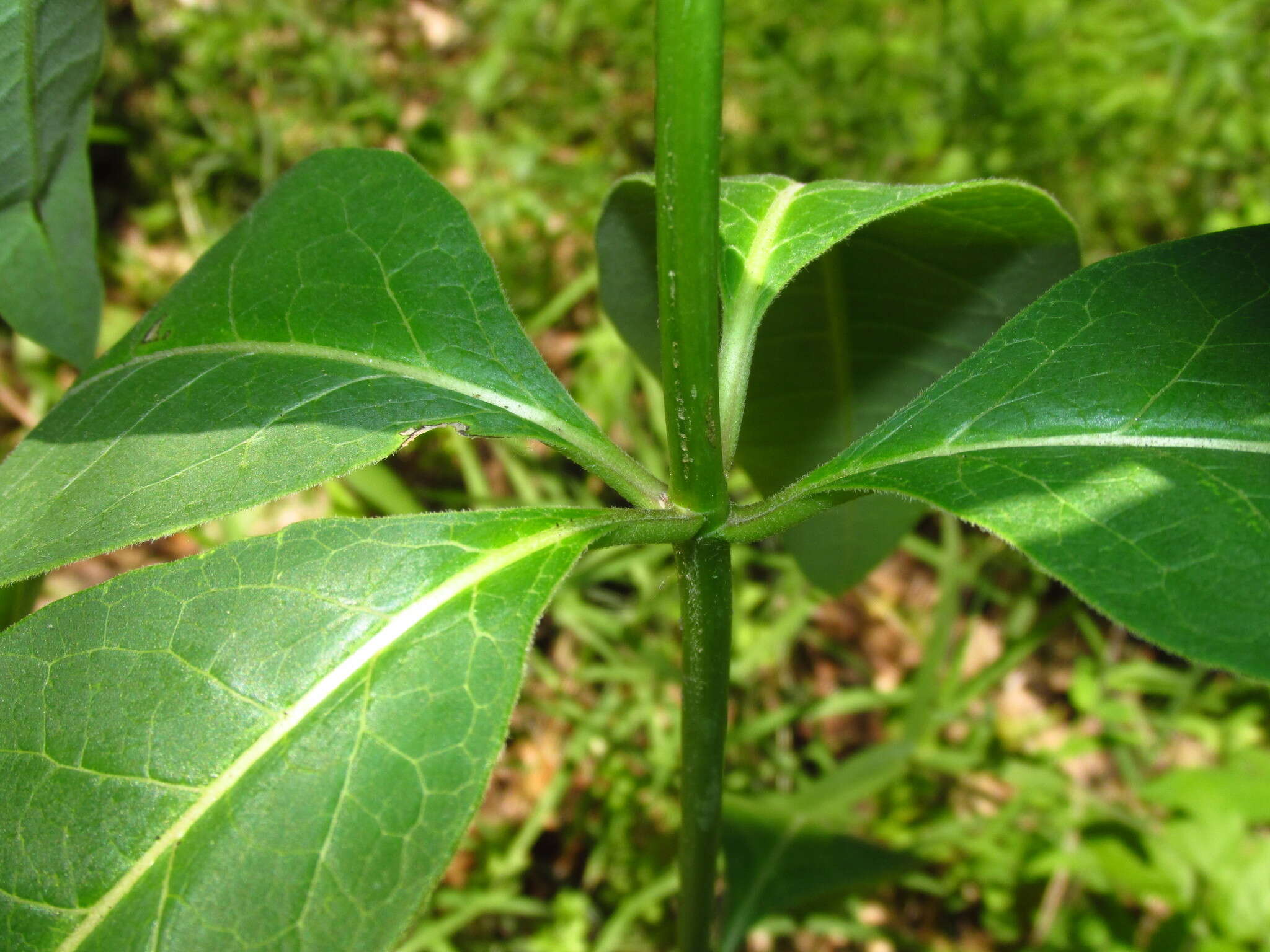 Image of purple milkweed