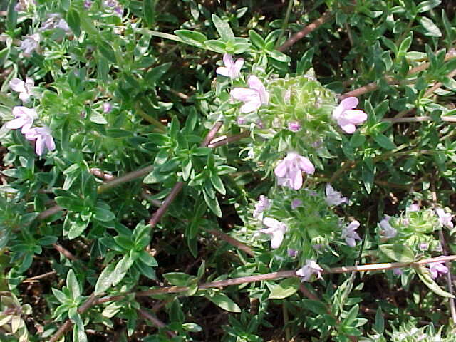 Sivun Thymus herba-barona Loisel. kuva