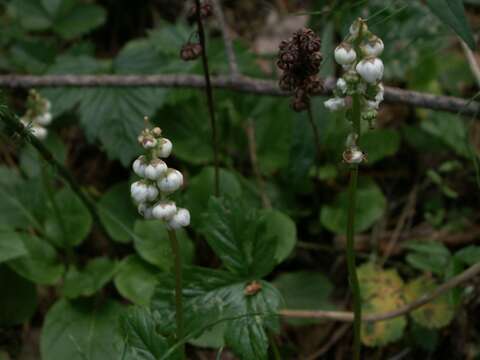 Image of common wintergreen