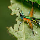 Image of Cardonamastax colorata Cadena-Castañeda 2015