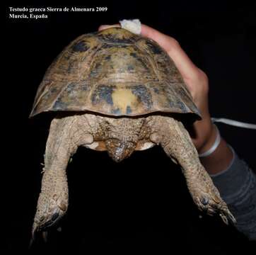 Image of Common Tortoise