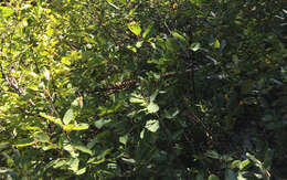 Ceanothus velutinus Dougl. resmi