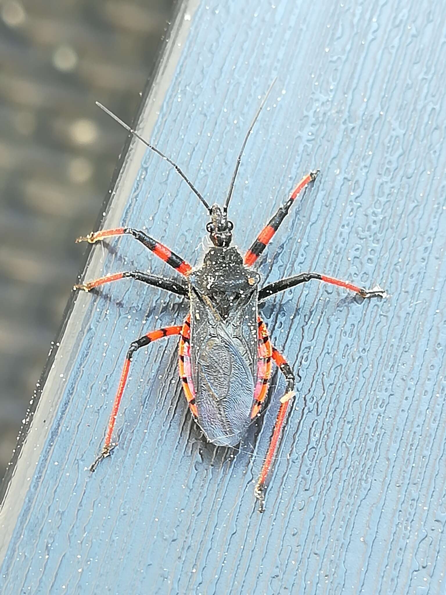 Plancia ëd Rhynocoris annulatus (Linnaeus 1758)