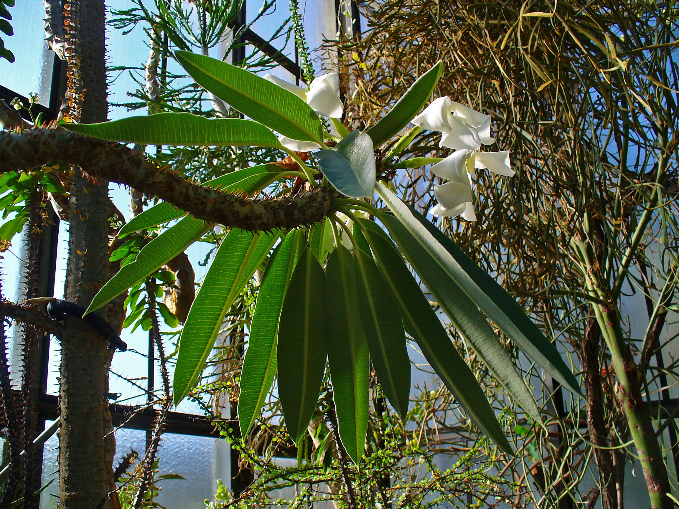 Image of Pachypodium lamerei Drake