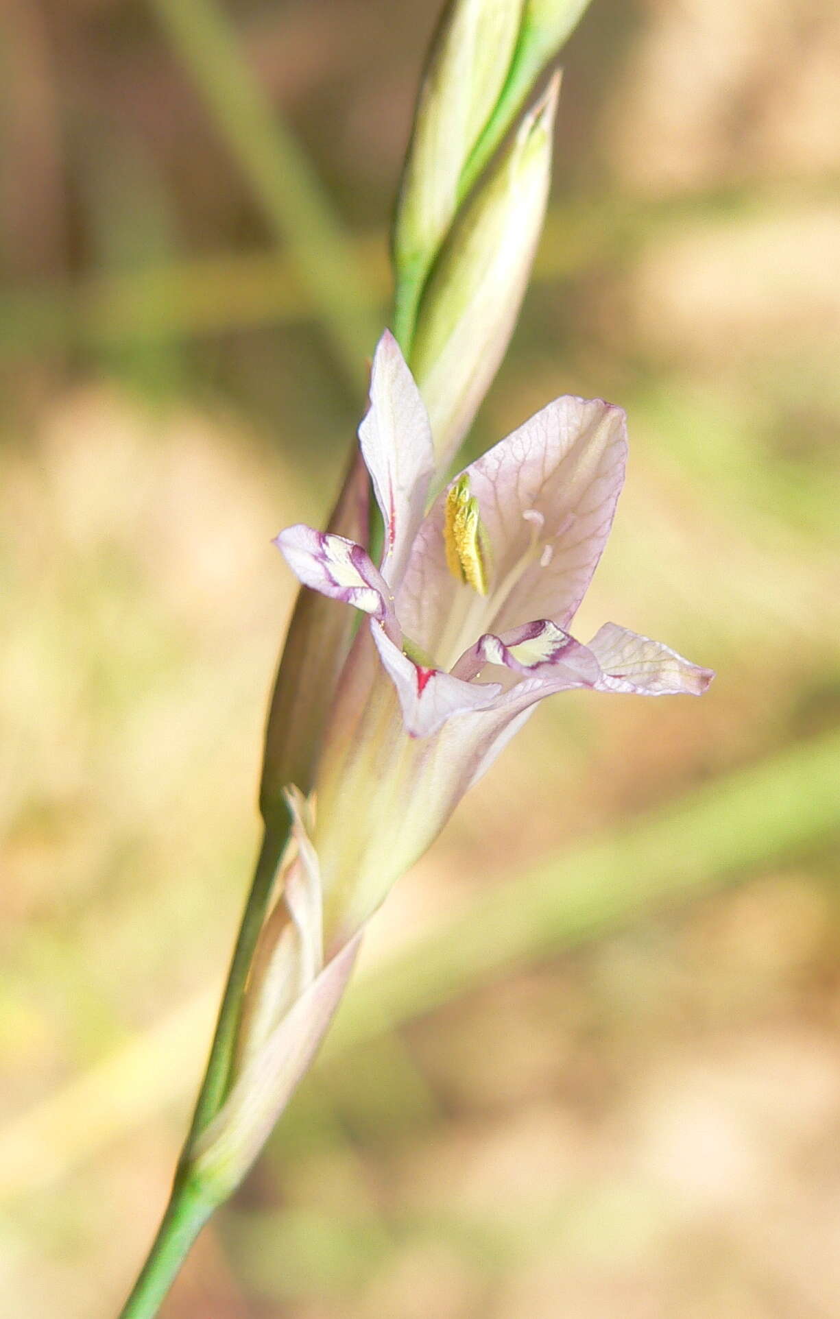 Imagem de Gladiolus pretoriensis Kuntze