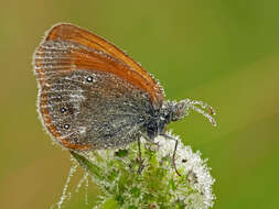 Image of Coenonympha glycerion