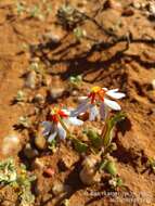 Image of Zaluzianskya pumila (Benth.) Walp.