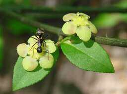 Euonymus americanus L. resmi