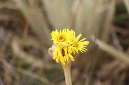 Image of Espeletia congestiflora Cuatrec.