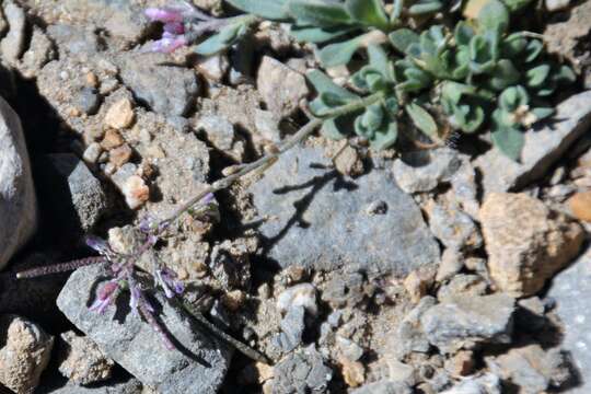 Image of Soldier Rockcress