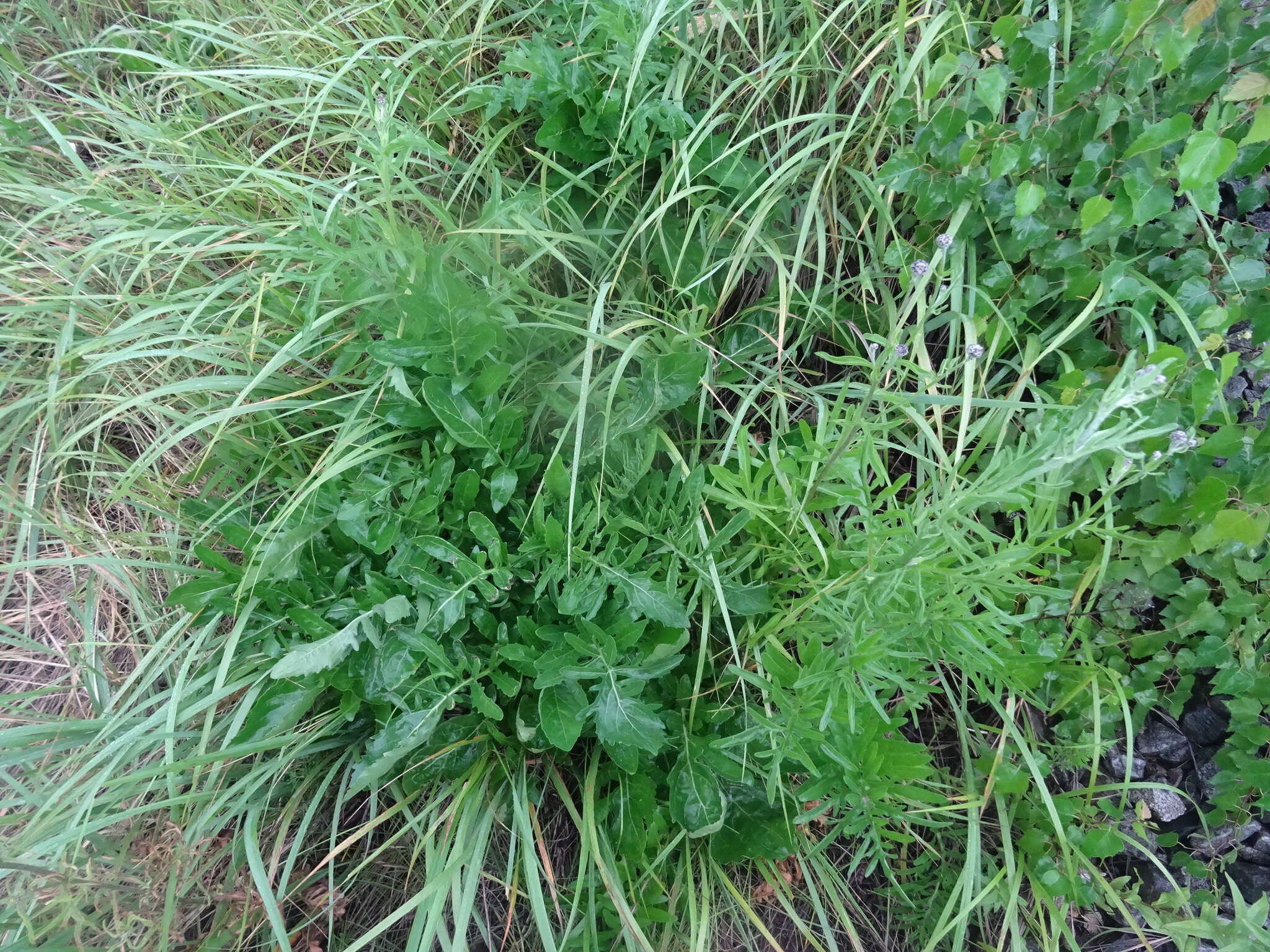 Plancia ëd Centaurea scabiosa subsp. integra Greuter