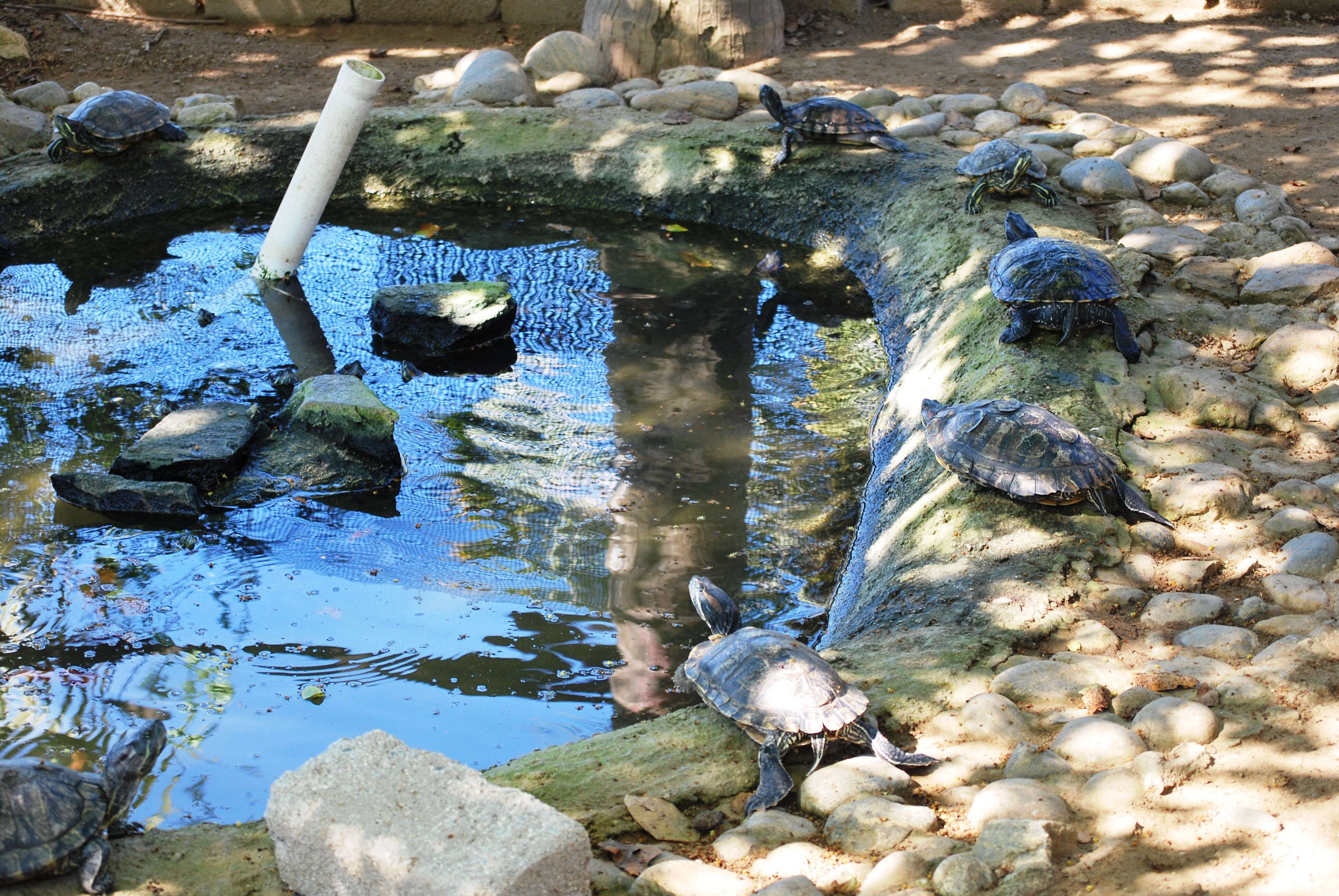 Image of slider turtle, red-eared terrapin, red-eared slider