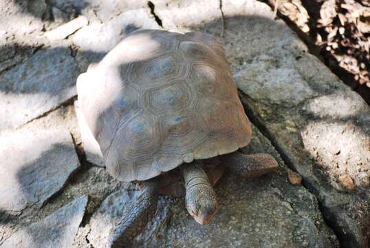 Image of desert tortoise