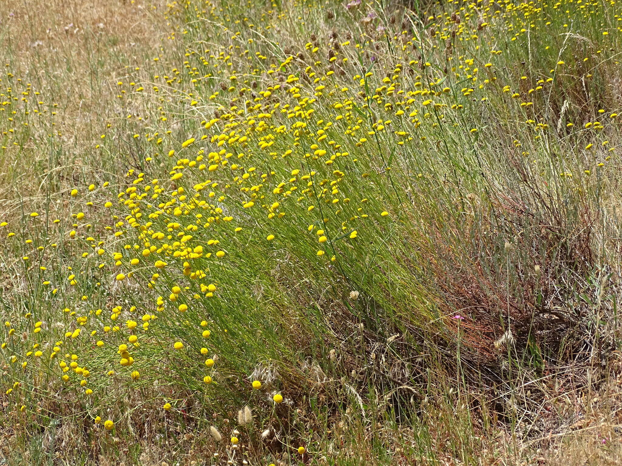 صورة Santolina rosmarinifolia L.