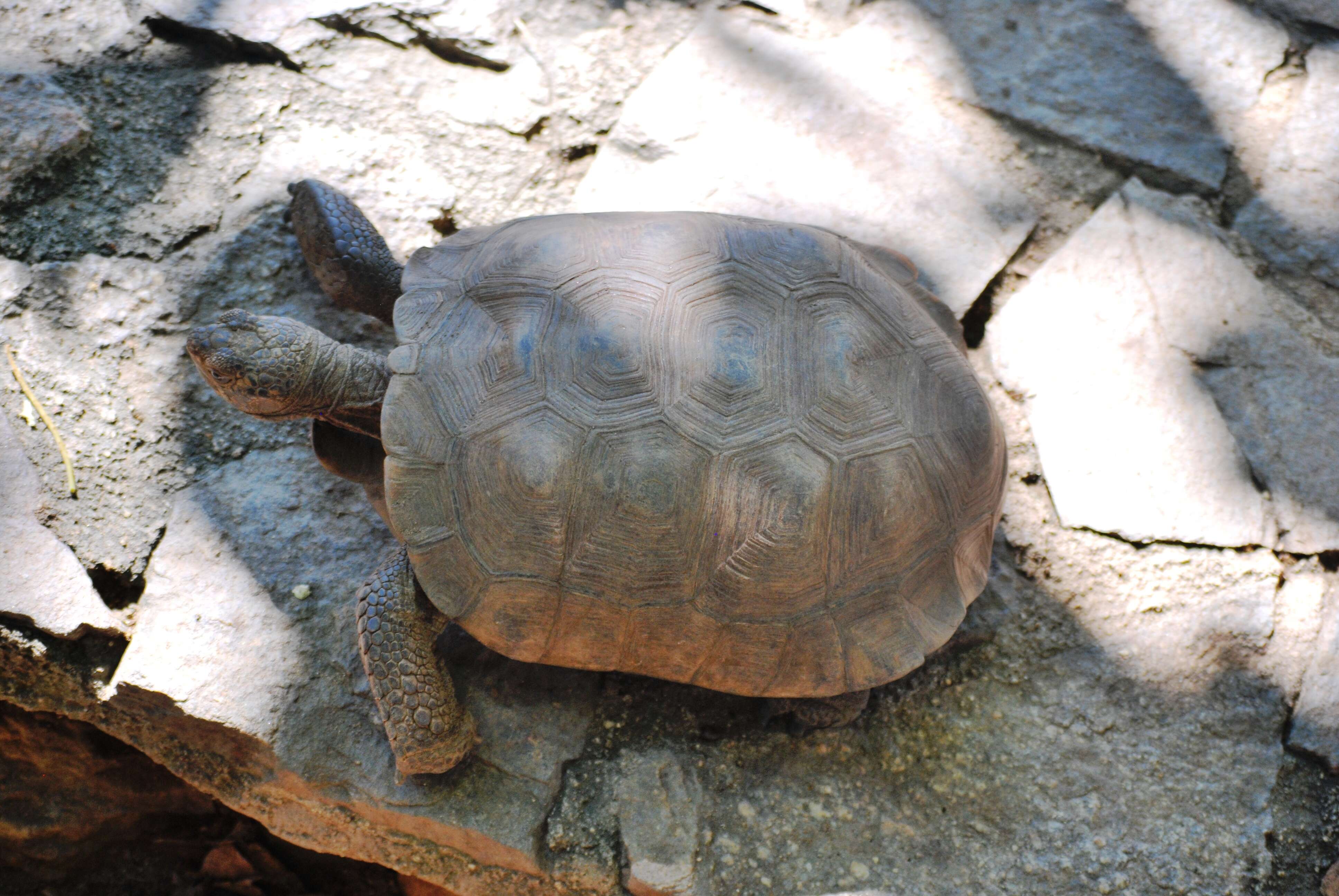 Image of desert tortoise