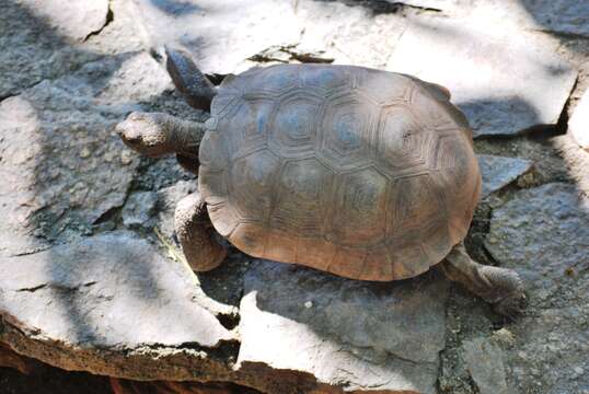 Image of desert tortoise