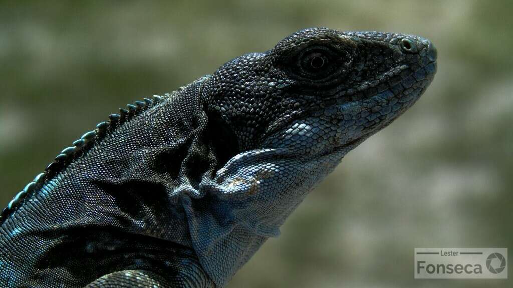 Image of Southern Honduran Spiny-tailed Iguana