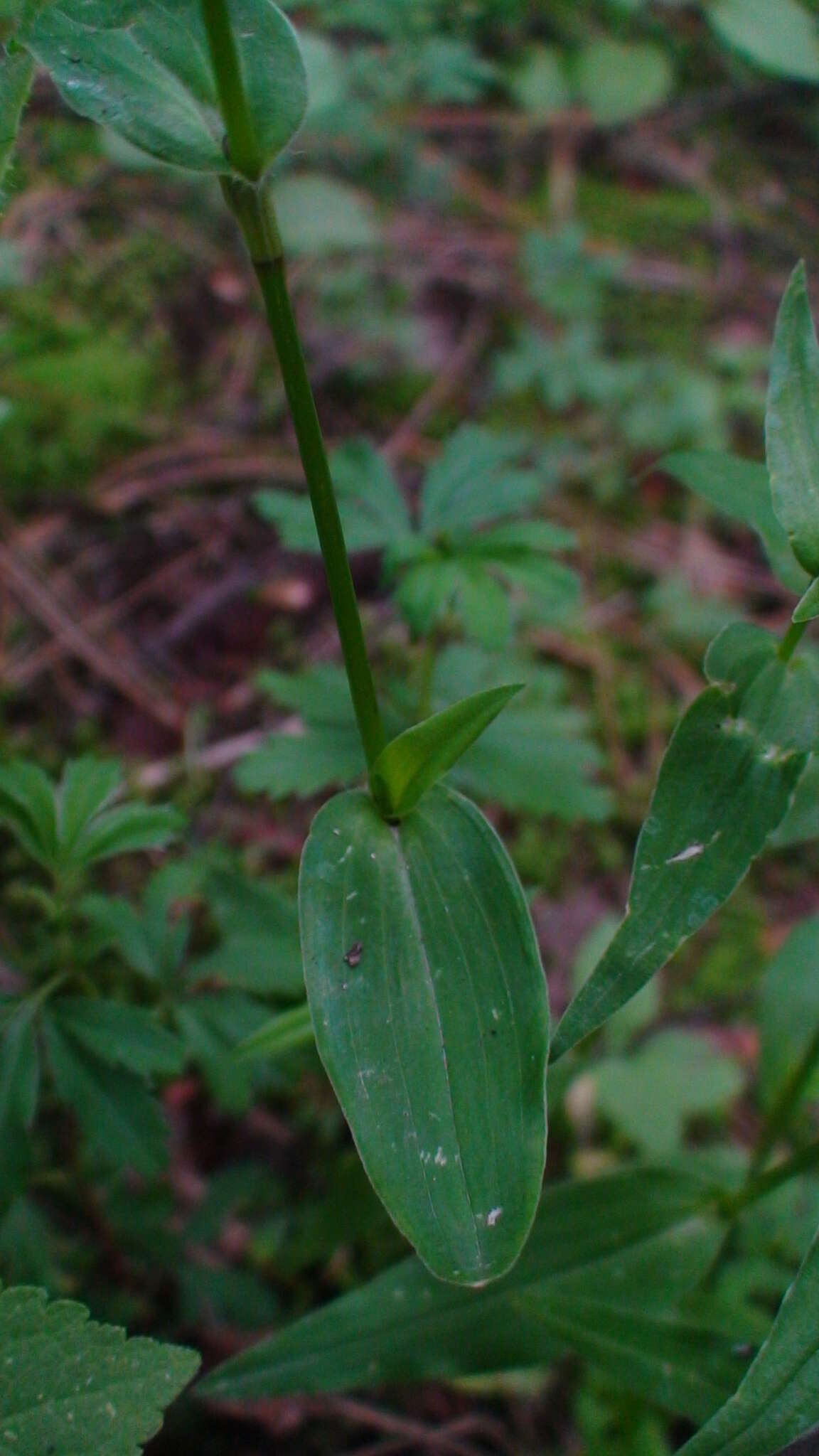 Image of Gibasis pulchella (Kunth) Raf.