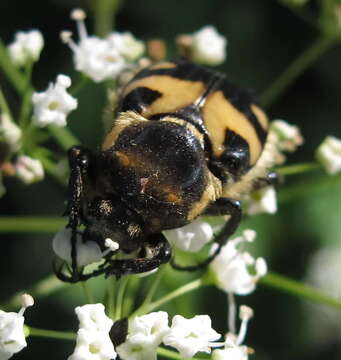 Imagem de Trichius orientalis Reitter 1894