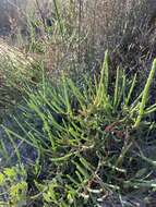 Image of Shrubby Glasswort