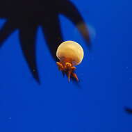 Image of Japanese edible jellyfish