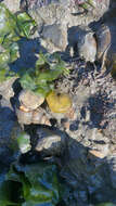 Image of Japanese bubble snail