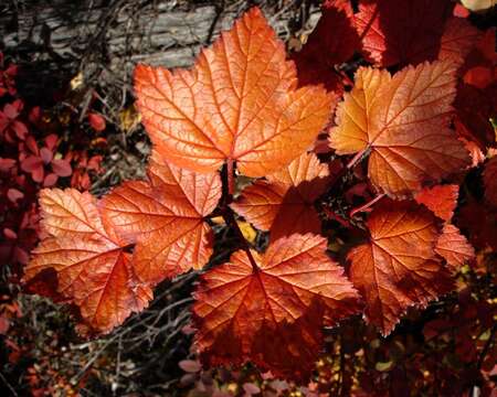 Image of red currant