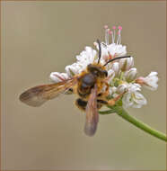 Image of Andrena prunorum Cockerell 1896